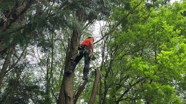 Why Choose Our Tree Removal Services in South Barre, VT?