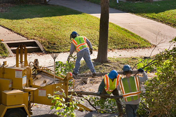 Reliable South Barre, VT Tree Services Solutions